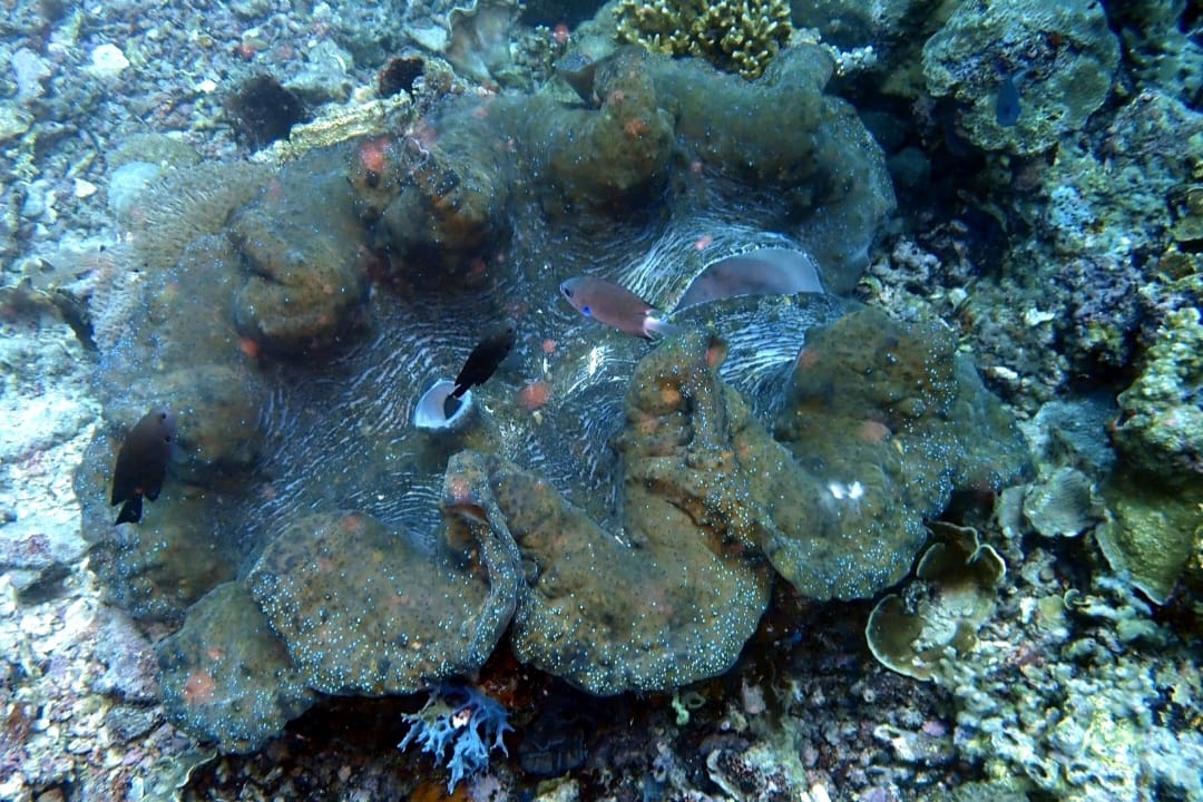 Giant clam-130766